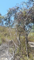 Eucalyptus torquata