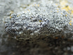 Circinaria leprosescens