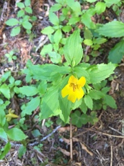 Erythranthe dentata