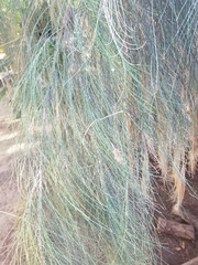 Casuarina equisetifolia