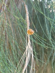 Casuarina equisetifolia