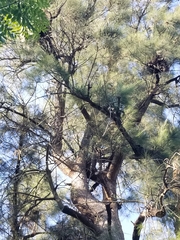 Casuarina equisetifolia