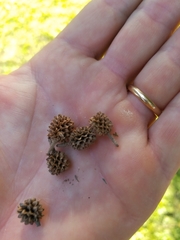 Casuarina equisetifolia