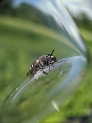 Colletes latitarsis