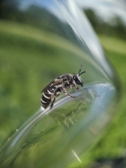 Colletes latitarsis