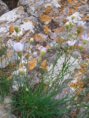 Erigeron arenarioides