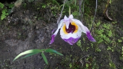 Dendrobium falconeri