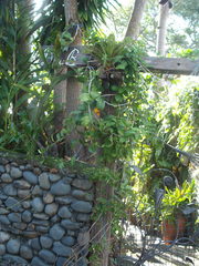 Stephanotis floribunda