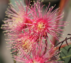 Eucalyptus torquata