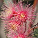 Eucalyptus torquata - Photo (c) Millie Basden, μερικά δικαιώματα διατηρούνται (CC BY), uploaded by Millie Basden