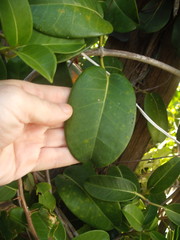 Stephanotis floribunda