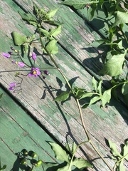Solanum dulcamara