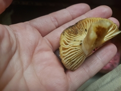Russula earlei