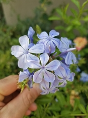 Plumbago auriculata
