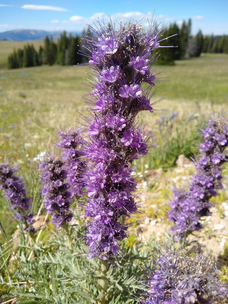 Sericeae