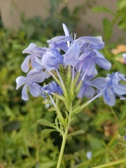 Plumbago auriculata