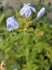 Plumbago auriculata
