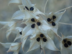 Allium acuminatum