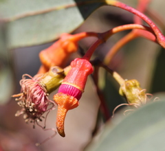 Eucalyptus torquata