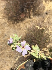 Malacothamnus aboriginum