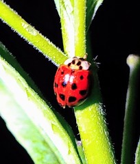 Harmonia axyridis