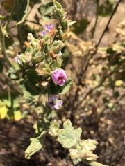 Malacothamnus aboriginum