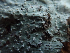 Pertusaria subambigens