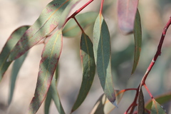 Eucalyptus torquata