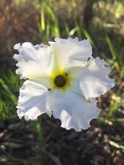 Mandevilla petraea
