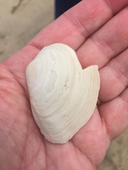 Macoma