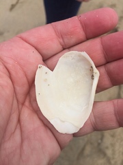 Macoma
