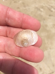 Pododesmus macrochisma