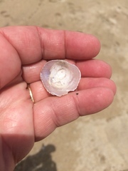 Pododesmus macrochisma