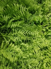 Coryphopteris simulata