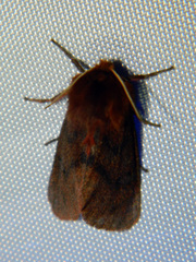 Phragmatobia assimilans