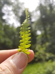 Coryphopteris simulata