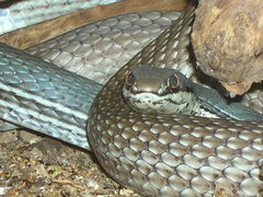 Masticophis bilineatus