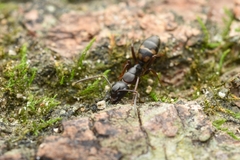 Camponotus quadrinotatus