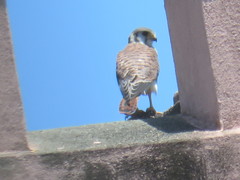 Falco sparverius