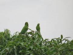 Psittacara chloropterus