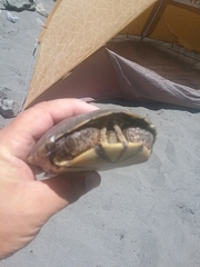 Actinemys marmorata marmorata