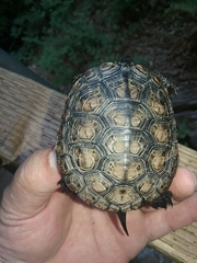 Actinemys marmorata marmorata