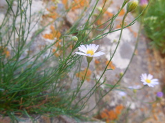 Erigeron arenarioides
