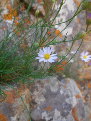 Erigeron arenarioides