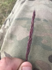 Elymus trachycaulus