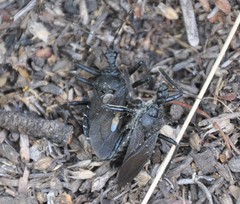 Apiomerus longispinis