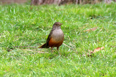 Turdus rufiventris