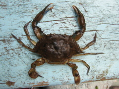 Callinectes similis