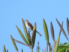 Mimus polyglottos