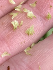 Sagittaria australis